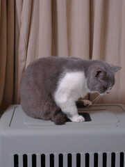 Cute blue with white British Shorthair cat kitten, sitting up side ways