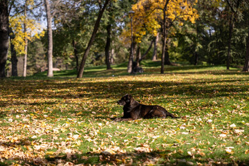 A street dog lies on the grass in the park.
