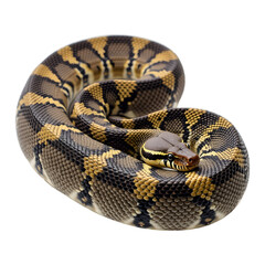 Obraz premium Close-up of a Ball Python, showcasing its intricate scales.