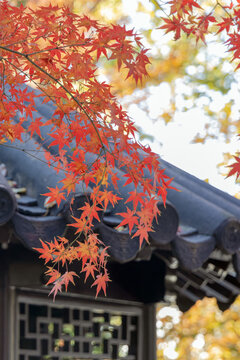 Autumn scenery of Liuyuan Garden in Suzhou, Jiangsu, China, with maple leaves on the background of the pavilion