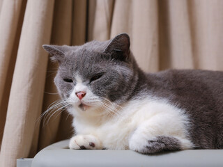 Cute blue with white British Shorthair cat kitten, sitting up side ways