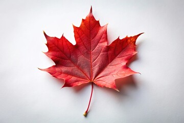 Single red maple leaf against a white background
