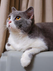 Close up of British Short Hair cat kitten with bright orange eyes looking up