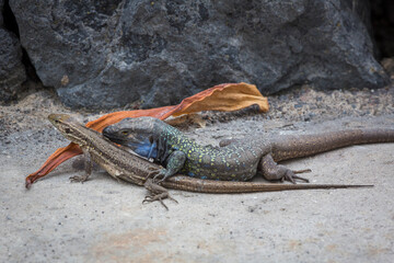 Nahaufnahme einer angehenden Paarung von Eidechsen auf Teneriffa