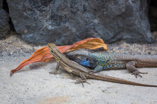 Nahaufnahme einer bevorstehenden Paarung von Eidechsen auf Teneriffa