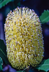 Banksia
