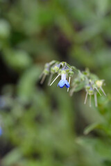 Mertensia flowers
