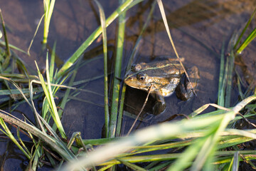 frog in the pond