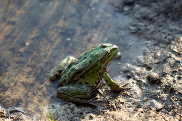 frog on the ground