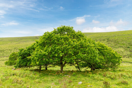 Group of large green trees in hilly landscape in Dartmoor National Park, Devon, UK near Wistman's Wood, an ancient temperate rainforests and high-altitude oakwood against a white clouded blue sky