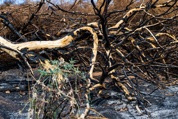 Tonto National Forest wild fires aftermath