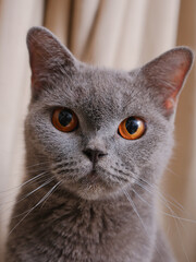 Portrait of a British short-hair cat with curtains on the background