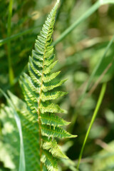 Hard shield-fern leaves