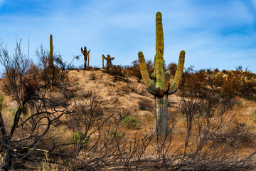 Tonto National Forest wild fires aftermath