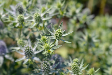 Sea Holly Blue Hobbit flowers
