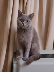 Portrait of a British short-hair cat with curtains on the background