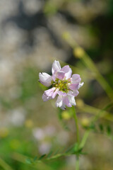 Purple crown vetch flower