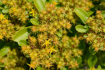 Orange Stonecrop Weihenstephaner Gold flowers