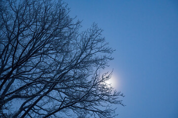Moon shines behind the branches on a cold winter night