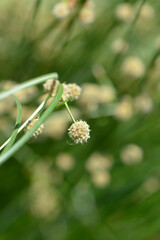 Bulrush flowers