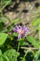 Pink Bachelors Button flower