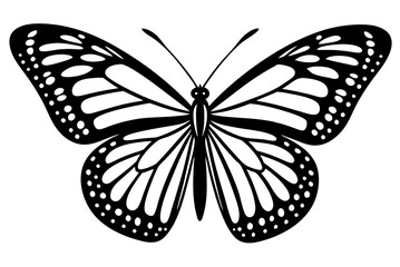 butterfly isolated on white background