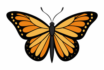 butterfly isolated on white