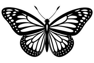 butterfly illustration