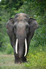 Sri Lankan elephant - Elephas maximus maximus