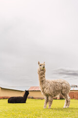 Fototapeta premium Portrait of a white alpaca standing eating in the Andes mountain range surrounded by green vegetation and cloudy sky
