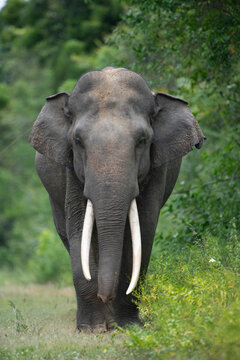 Sri Lankan elephant - Elephas maximus maximus