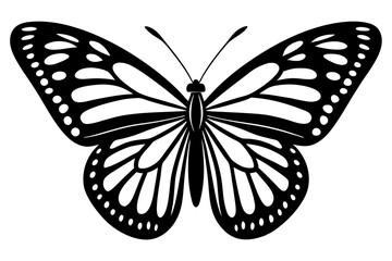 butterfly illustration