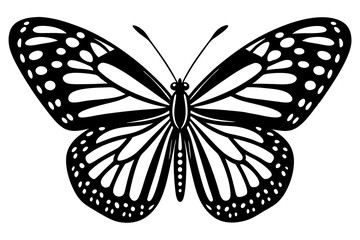 butterfly isolated on white background