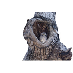 Small Owl Peeking Out from a Tree Hollow, Blending into the Natural Bark in Its Woodland Habitat