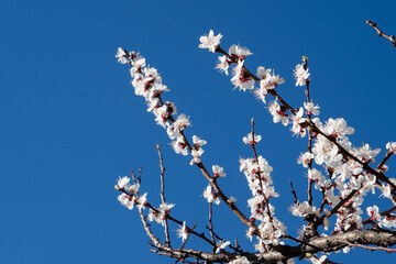 White flowers of the apricot tree. Spring flowering branches in the garden. Blue sky tree bloom