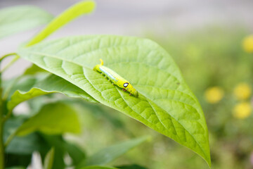 Green Caterpillar Feeding
