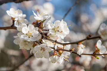 White flowers of the apricot tree. Spring flowering branches in the garden tree bloom