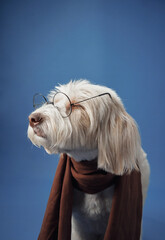 A white fluffy dog poses with round glasses and a brown scarf on a blue studio backdrop, exuding a sophisticated and gentle demeanor. The outfit adds character and charm to the portrait.