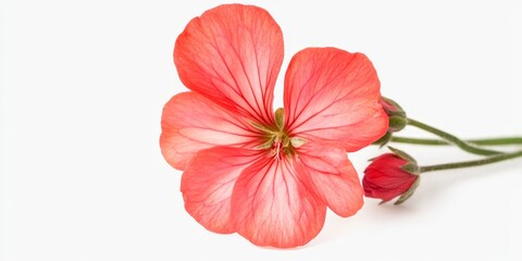 Isolated Geranium Flower on a White Background, showcasing the vibrant petals and intricate details of the Geranium flower, perfect for various creative projects featuring Geraniums.