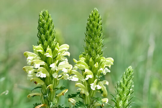 photos of yellow flowers growing in rural areas