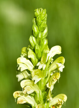 photos of yellow flowers growing in rural areas