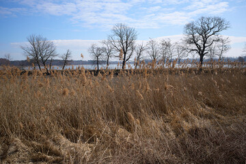 Reed in Goczalkowice town at Silesian in Poland