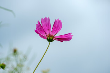 コスモスの花の後ろ姿と青空