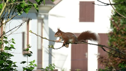 Eichhörnchen-4