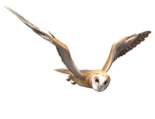 3D rendered snow owl isolated on transparent background