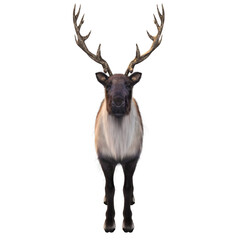 3D rendered beautiful reindeer isolated on transparent background