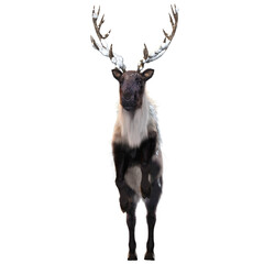 3D rendered beautiful reindeer isolated on transparent background