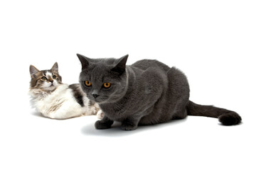 two cats lying on a white background