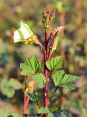 Photos of agricultural products. Photos of blooming okra.