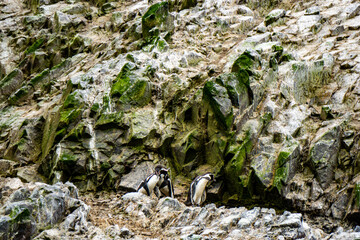 Closeup of Humboldt penguin perched on rock habitat at Ballestas Islands in coastal Peru nature photography